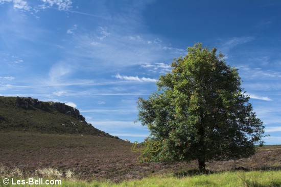 Simonside