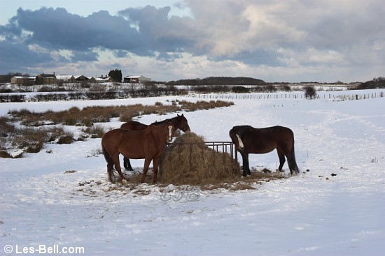 Horses feeding in the snow, Northumberland.