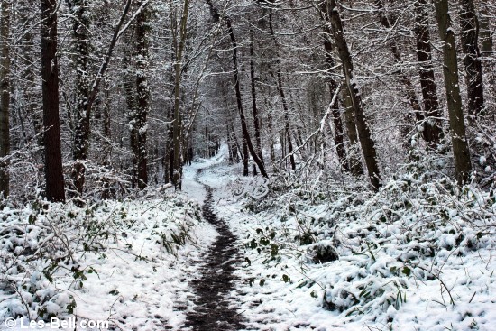 Footpath to Morpeth throough Bothal Woods, Northumberland.