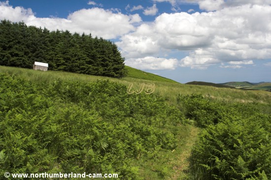 Walking at Old Fawdon Hill, Cheviot Hills.