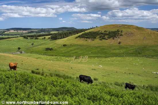 Hill fort at the north end of Gibb's Hill.