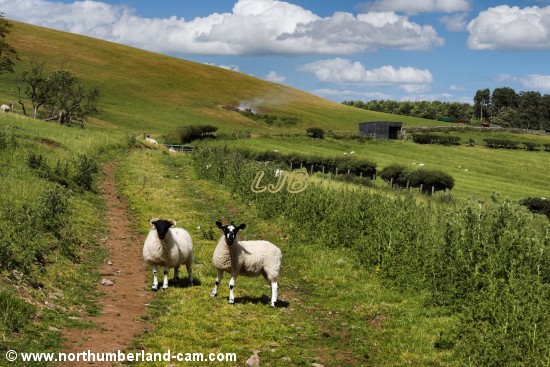 Sheep on the track near Fawdon.