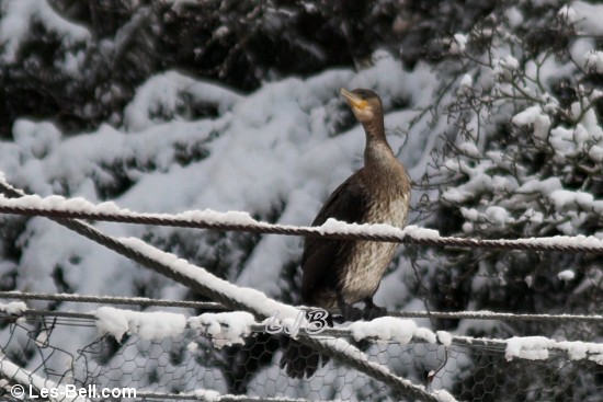 Young Cormorant perched on the suspension bridge over the River Wansbeck at Bothal.