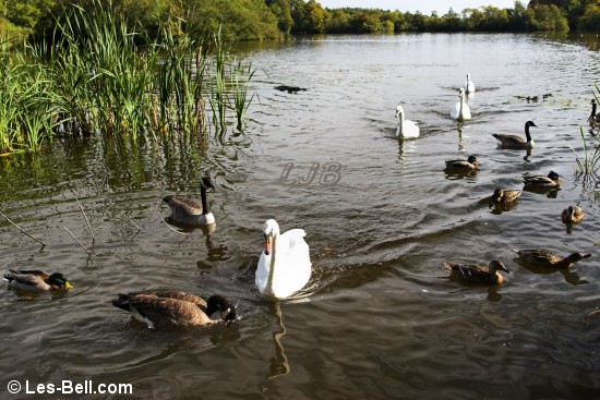 Swans at Bolam Lake