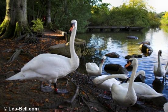 Swans at Bolam Lake