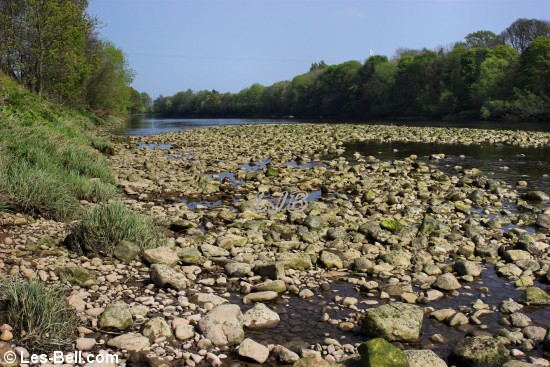 River Tyne at Wylam.