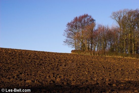 Fields near Bothal.