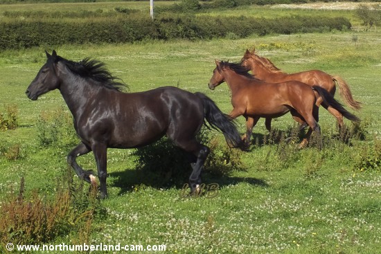 Happy horses.