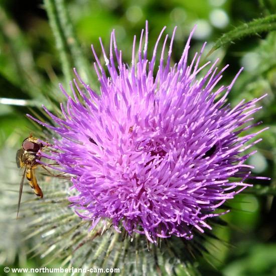 Thistle.