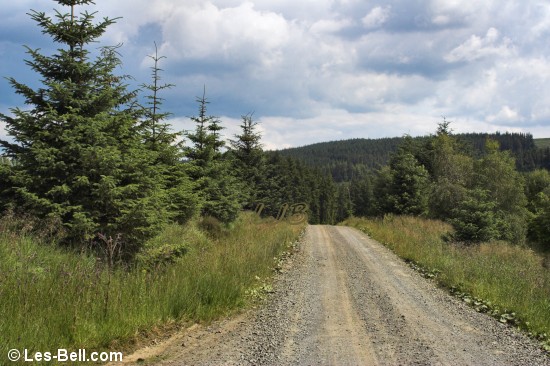 Kielder Forest Drive.