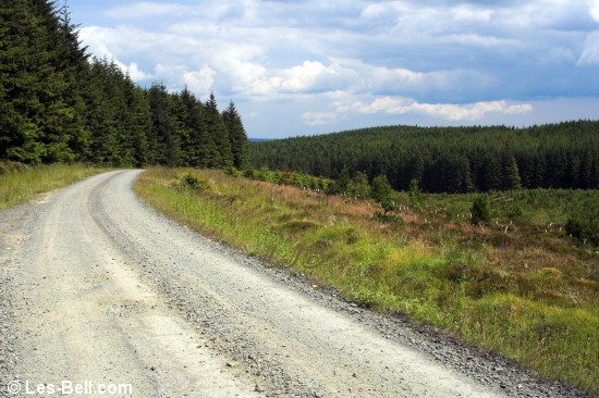 Kielder Forest Drive.