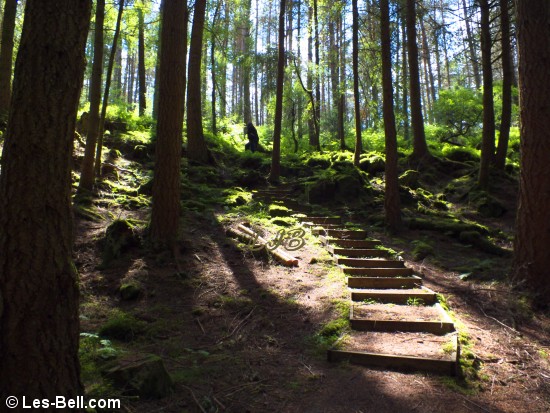 Forest walk near Hindhope Linn Waterfall, Redesdale Forest, Northumberland.