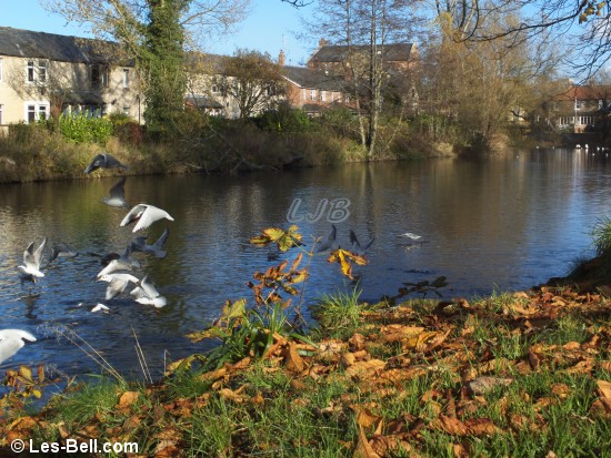 River Wansbeck at Morpeth.