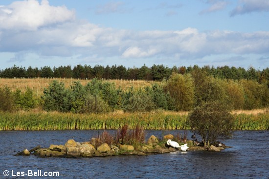 Linton Lane Nature Reserve, Northumberland.