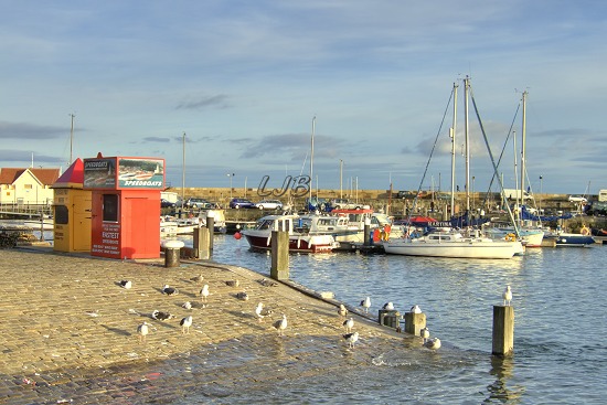 Seagulls sitting in the sunshine.