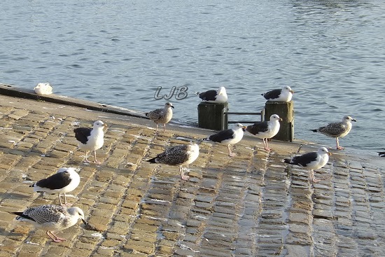 Seagulls sitting in the sunshine.