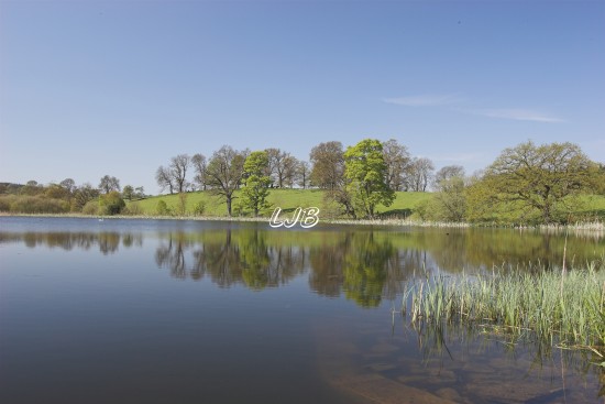 Belsay Lake