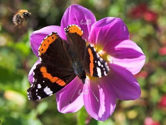 Butterfly and Bee
