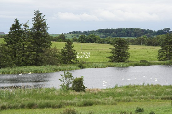 Swans on the lake at Hartburn Grange.