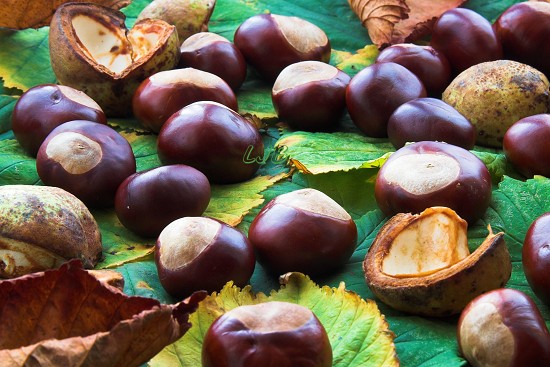 Horse Chestnuts.