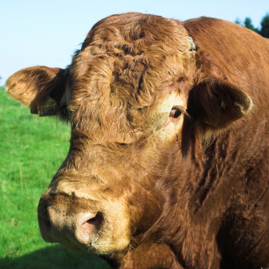 Friendly Bull