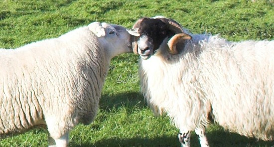 Happy Sheep