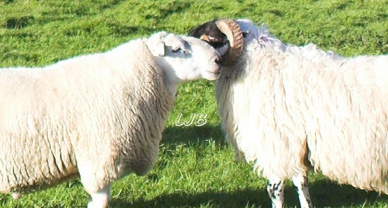 Happy Sheep