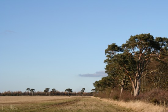 Leaning Pines