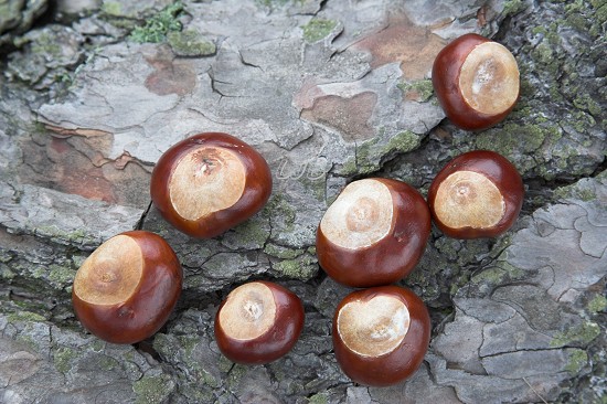 Horse Chestnuts.