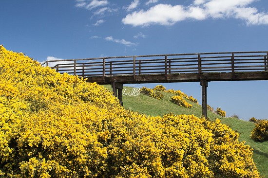 Warkworth Golf Course Footbridge